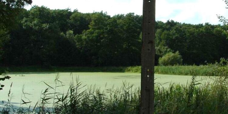 Werynia: Utonął mężczyzna