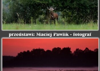 Tarnobrzeg. Opowieść o rykowisku.