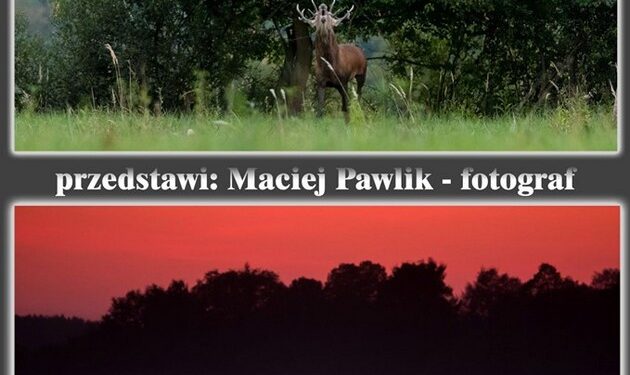 Tarnobrzeg. Opowieść o rykowisku.