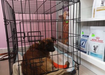 Tarnobrzeg: Diamentowy jubileusz Ogniska TKKF Siarka