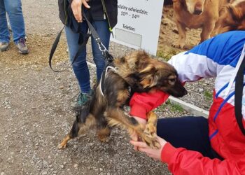 Sandomierz: Kolejny „Spacer psiaka i Wiślaka”.