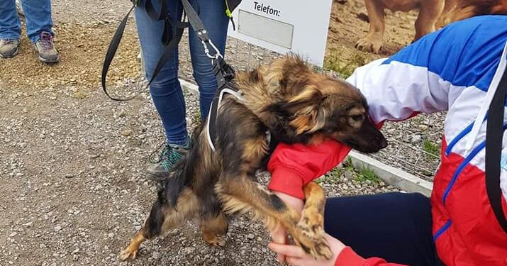 Sandomierz: Kolejny „Spacer psiaka i Wiślaka”.