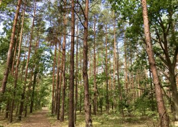 Mielec:  Ostateczna decyzja