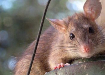 Stalowa Wola: Trwa walka z gryzoniami