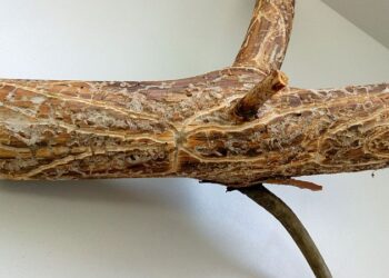 Grębów: Kornik atakuje lasy