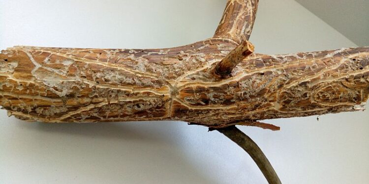 Grębów: Kornik atakuje lasy