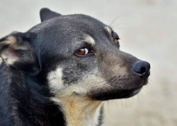 Tarnobrzeg: Schronisko pęka w szwach