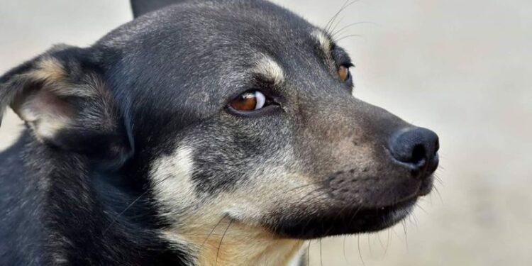 Tarnobrzeg: Schronisko pęka w szwach