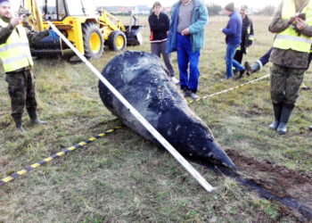 Niwiska: Odnaleźli szczątki rakiety V-2