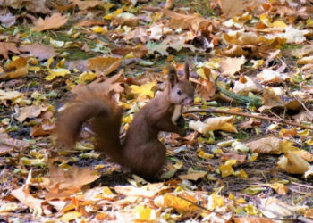 Stalowa Wola: Miasto zadba o jeże i wiewiórki
