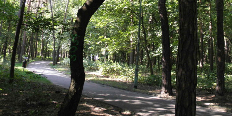 Mielec: Park czeka wycinka