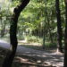 Mielec: Park czeka wycinka