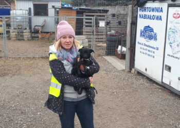 Sandomierz: Chwałowianki pomagają bezdomnym zwierzętom.