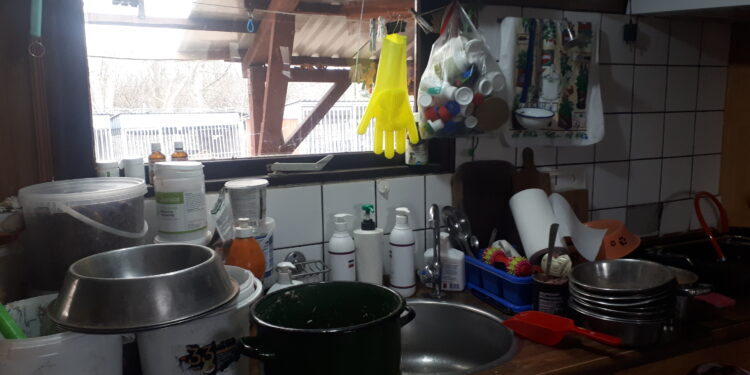 Sandomierz: Zostań Mikołajem lub Gwiazdką dla schroniska dla bezdomnych psów.