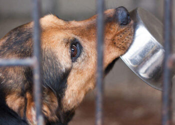 Tarnobrzeg, region. Burek sam nie poprosi o pomoc.