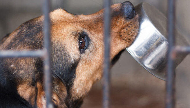 Tarnobrzeg, region. Burek sam nie poprosi o pomoc.