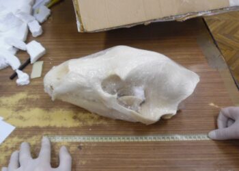 Region: Niedźwiedzie czaszki w przesyłce pocztowej