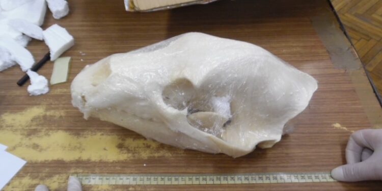 Region: Niedźwiedzie czaszki w przesyłce pocztowej