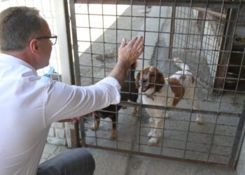 Mielec:  Zwierzoluby i Biblioteka o wolontariacie