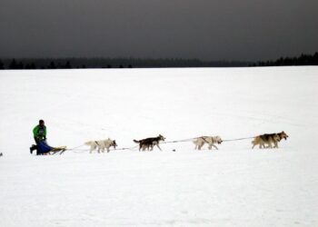Tarnobrzeg: Tarnobrzeżanin z szansą na udział w wyścigu psich zaprzęgów