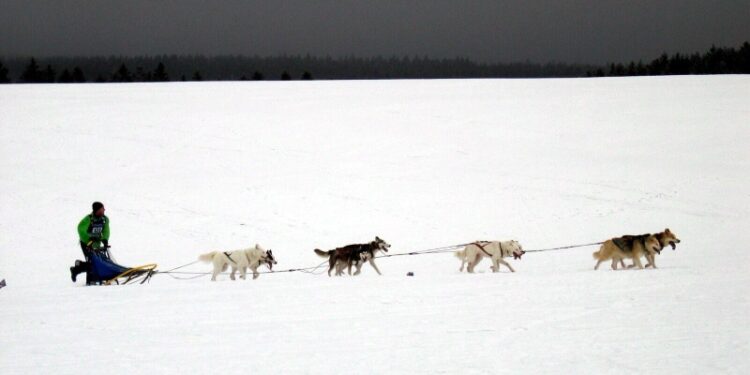 Tarnobrzeg: Tarnobrzeżanin z szansą na udział w wyścigu psich zaprzęgów