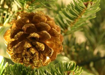 Tarnobrzeg. Wspólne ubieranie choinki na Placu Bartosza Głowackiego.