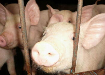 Mielec: Co robi starosta w sprawie ASF