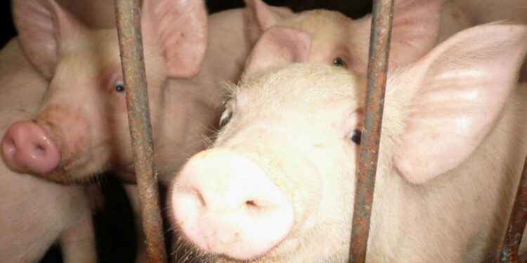 Mielec: Co robi starosta w sprawie ASF