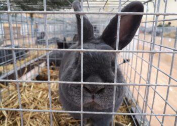 Nowa Dęba. Wystawa rasowych królików