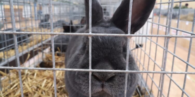 Nowa Dęba. Wystawa rasowych królików