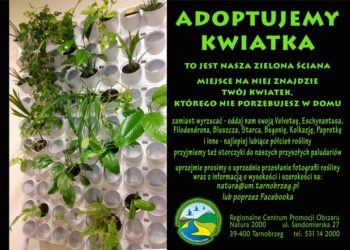 Tarnobrzeg. Oddaj kwiatka do adopcji.