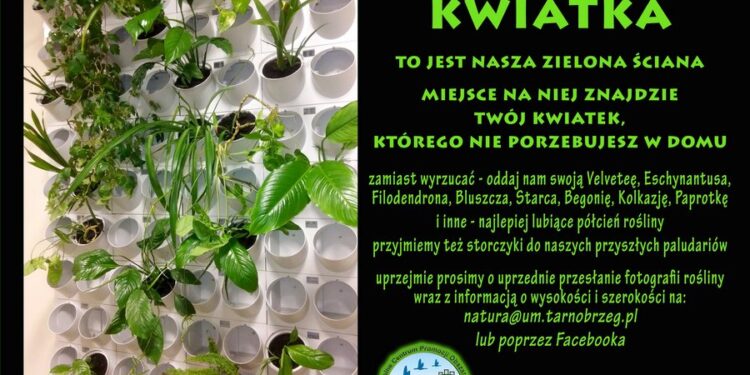 Tarnobrzeg. Oddaj kwiatka do adopcji.