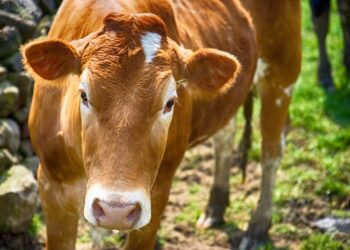 Mielec: Trwają  poszukiwania