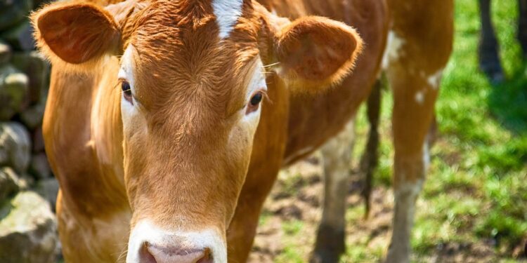 Mielec: Trwają poszukiwania