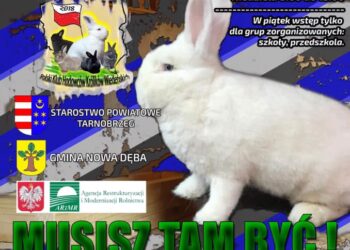 Nowa Dęba. Rasowe króliki na wystawie