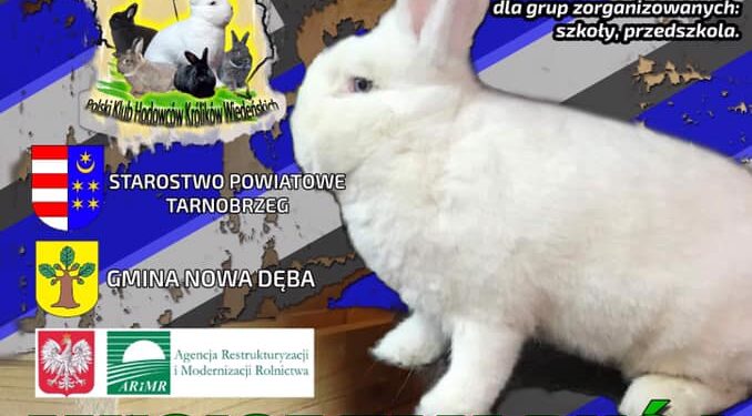 Nowa Dęba. Rasowe króliki na wystawie