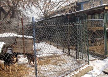 Mielec: Spór o finansowanie schroniska.