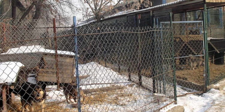 Mielec: Spór o finansowanie schroniska.