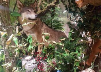 Grębów. Kto zastrzelił wilka?