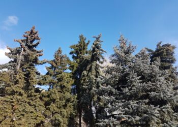 Tarnobrzeg, powiat tarnobrzeski. Silny wiatr tym razem podarował.