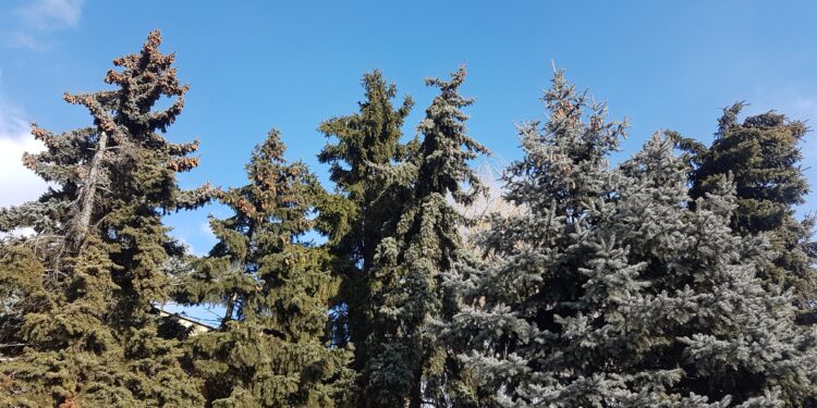 Tarnobrzeg, powiat tarnobrzeski. Silny wiatr tym razem podarował.