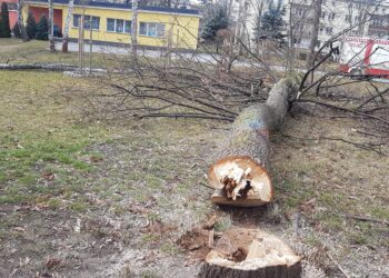 Tarnobrzeg. Wycinka dla bezpieczeństwa.