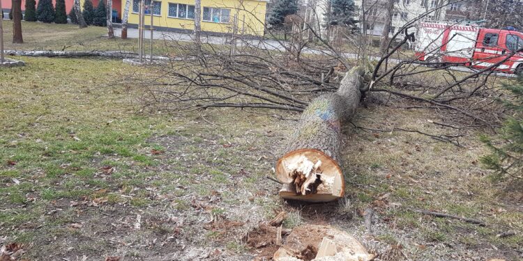 Tarnobrzeg. Wycinka dla bezpieczeństwa.