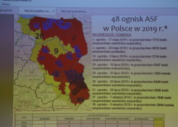 Padew Narodowa: Czy ASF trafi do Powiatu Mieleckiego.
