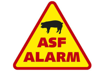 Tarnobrzeg. Stwierdzono Afrykański Pomór Świń.