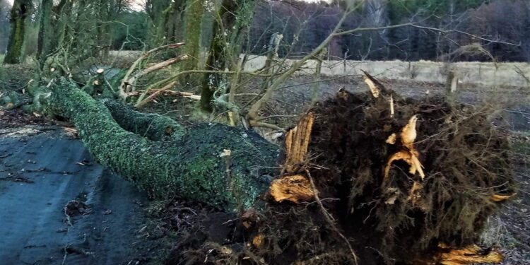 Kolbuszowa: Skutki wichury.