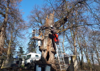 Sandomierz: Zabezpieczono zabytkową lipę koło kościoła św. Jakuba.