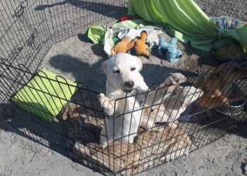 Sandomierz: Jak schronisko dla bezdomnych psów radzi sobie w czasie epidemii?