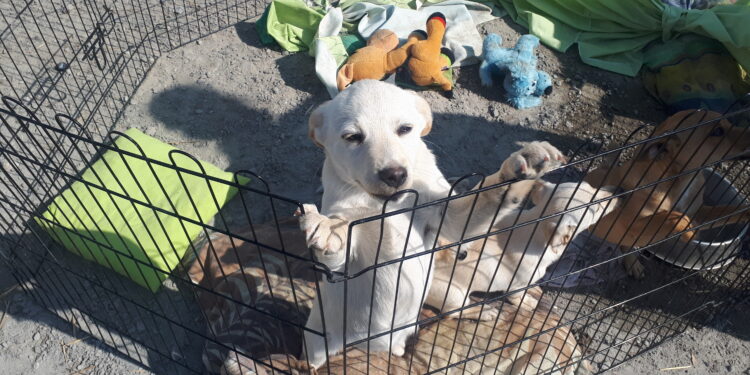 Sandomierz: Jak schronisko dla bezdomnych psów radzi sobie w czasie epidemii?