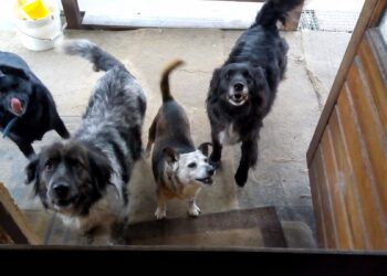 Sandomierz: Dobrej jakości karma dla psów potrzebna w chronisku.